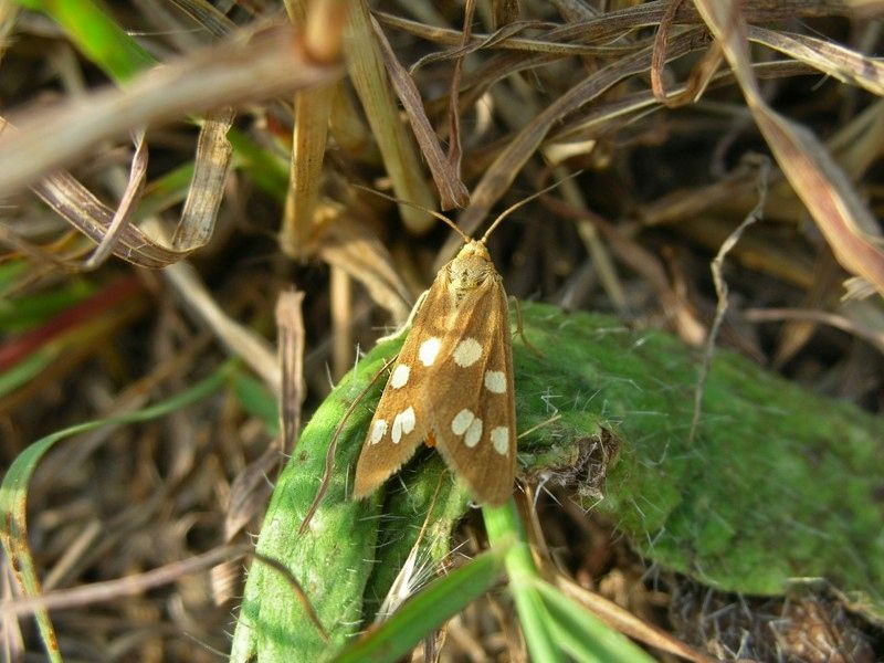 Erebide - Dysauxes punctata